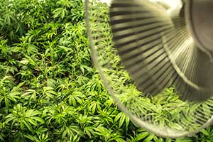 Cannabis in growhouse protected by cannabis loss of income insurance