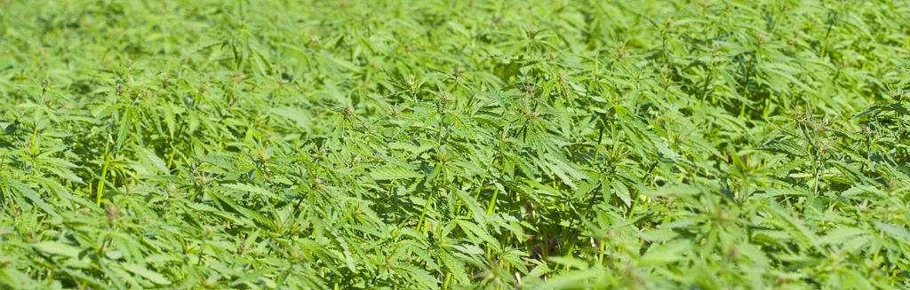 a large field of cannabis that would benefit from a good package of important insurance policies