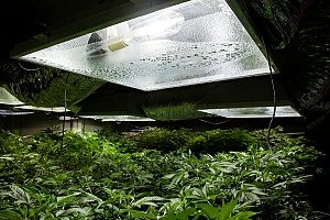 cannabis property that has multiple lines of coverage from weathering to injury liability
