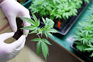 a dispensary worker servicing a cannabis plant that has product liability insurance in case the product were to become faulty