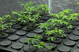 brand new cannabis plants being grown in a dispensary where the owners will speak to cannabis insurance brokers to try and get legal protection for it