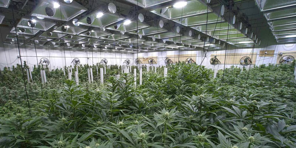 a cannabis grow facility that is looking to improve its business plan through cannabis insurance