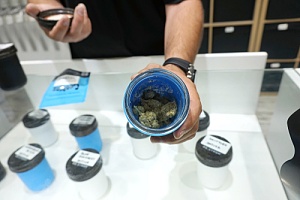 cannabis company considering cannabis insurance policies