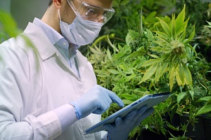doctor finding out cannabis insurance policies to consider