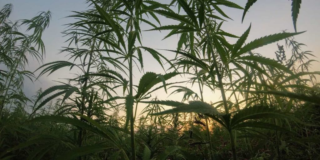 Michigan Marijuana Feature