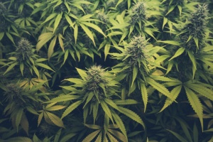 cannabis in Illinois dispensary
