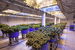 Michigan Dispensary License for marijuana
