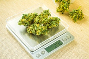 person weighing mairjuana for their Cannabusiness