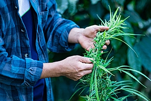 Poor cannabis harvest that has Liability Insurance