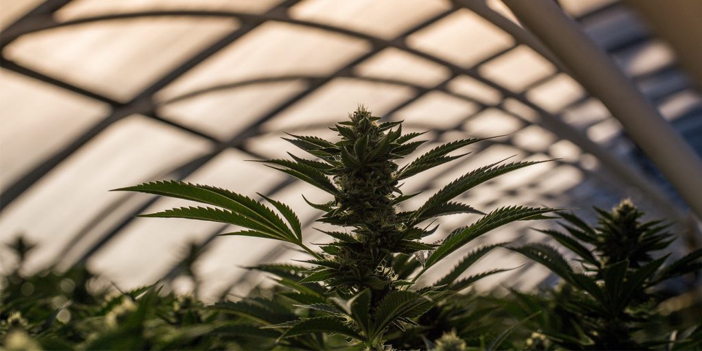 Cannabis plant in insured farm