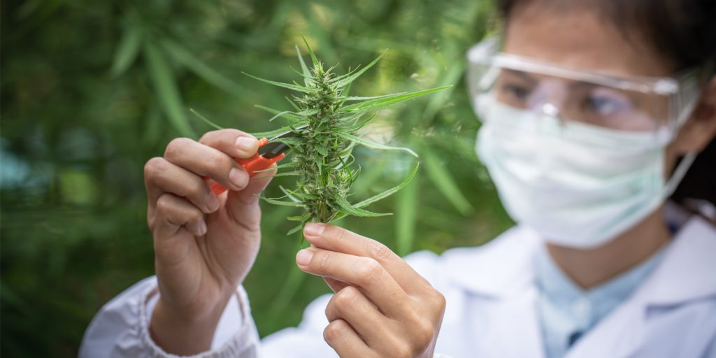Scientist holding marijuana leaf