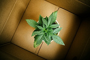 a box that has cannabis in it representing a delivery service