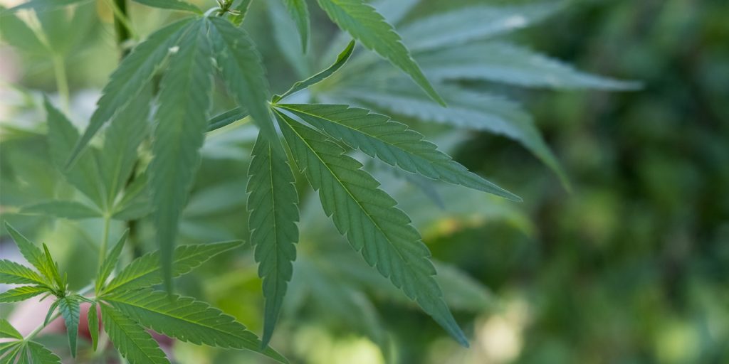 Cannabis leaf on plant