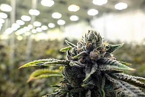 Cannabis plant in dispensary 