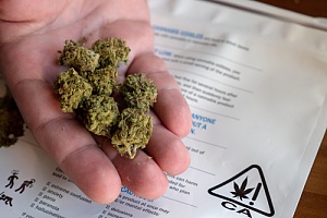 Hand holding cannabis buds