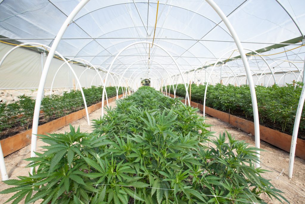 Marijuana Grow Operation in Indiana