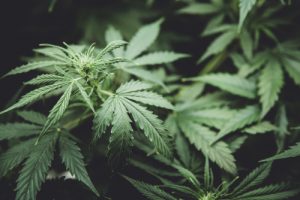 hemp and Indiana Cannabis regulations