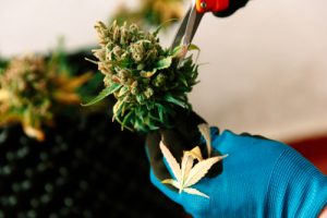 delivery driver insurance for cannabis industry