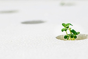 a hydroponic cannabis operation that is protected by property damage liability insurance
