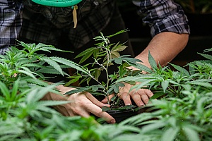 a medical marijuana farmer tending to his product as it grows