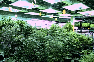 marijuana growing in a building owned by a landlord