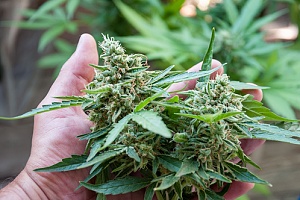 medical marijuana being grown by a cannabis farmer who has Michigan Cannabis Insurance