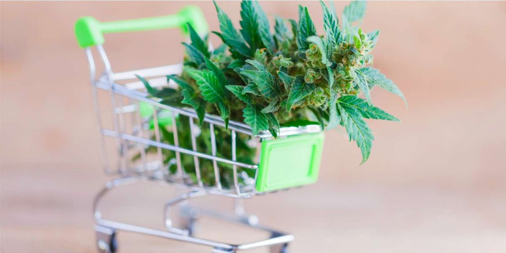 small-shopping-with-cannabis-plant-inside-representing-cannabis-cultators