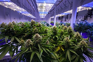 cannabis plants shown in a greenhouse protected by property insurance