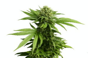 Weed crop in front of white background