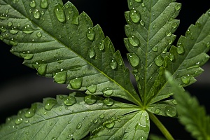 a cannabis plant with water dropplets being grown under insurance