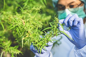 a cannabis worker covered by Washington Cannabis Insurance examining weed plant