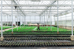 a employee walking through and watering cannabis plants in a greenhouse