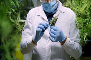 a medical marijuana employee who is covered with Washington Cannabis Insurancewearing gloves and a mask testing a cannabis plant
