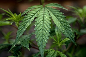 a single cannabis leaf being grown for a dispensary that has Washington Cannabis Insurance