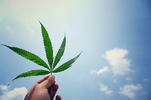 a single cannabis leaf being held up for quality check against a sunny sky that is protected with Washington D.C. Cannabis Insurance