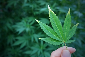 a single weed plant being held up to see the quality while it is covered with Washington Cannabis Insurance