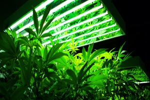 cannabis being grown under a light in a greenhouse covered with Oregon cannabis insurance