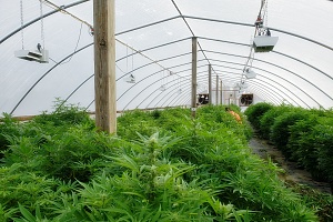 cannabis being grown inside a greenhouse