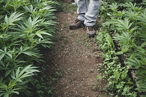 cannabis employee walking through his crops that is all covered with good Vermont Cannabis Insurance