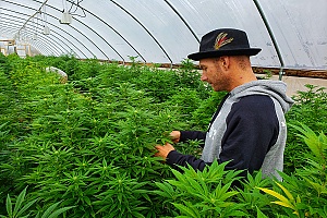 cannabis employee working in a greenhouse with weed plants covered by workers compensation Nevada Cannabis Insurance 