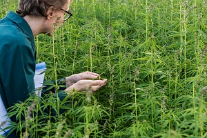 cannabis employee working kneeling in the plant to look at it