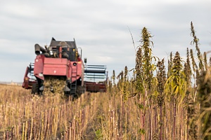 cannabis equipment covered by Vermont Cannabis Insurance being used to grow cannabis