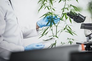 cannabis lab worker looking at a plant under a microscopes
