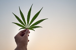cannabis leaf being held up to a sunset by a hand protected with Illinois Cannabis Insurance