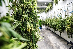 cannabis leaves drying after being grown in a medical marijuana house that is covered with Washington D.C. Cannabis Insurance