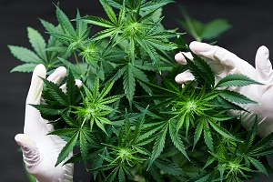 cannabis plant being looked at by employee who has Oregon Cannabis Insurance