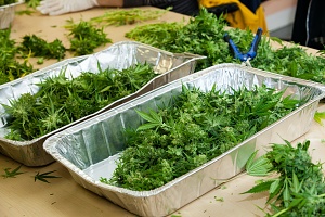 cannabis plant being harvested for medial purposes covered by Nevada Cannabis Insurance