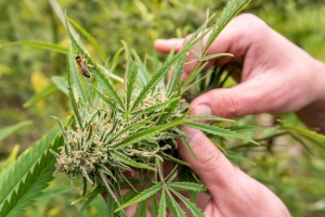 cannabis plant being held by worker covered with insurance 