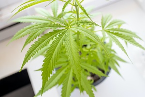 cannabis plant in a pot growing covered with Colorado cannabis insurance