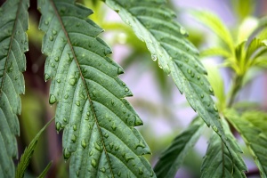 cannabis plant with water drops on leaves growing in a place that has Colorado cannabis insurance